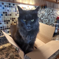 Purrr-fect Furbaby Care | Cat-Loving Concierge - Pompano Beach, FL