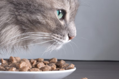Request Quote: Erik Corona | Clinical Pet Nutritionist - Nationwide