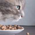 Erik Corona | Clinical Pet Nutritionist - Nationwide