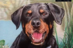 Request Quote: Stephen Sullivan - Custom Pet Portrait Artist - Nationwide