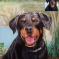 Stephen Sullivan - Custom Pet Portrait Artist - Nationwide