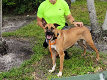 Me with reactive shelter dog