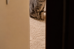 Request Quote: Professional pets relocation - Nationwide