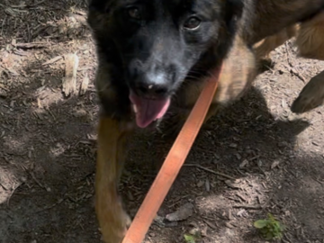 Loose Leash Walking