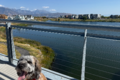 Request Quote: Reliable Dog Walker | Loving Pet Sitter | All Breeds  - South Jordan, UT