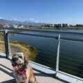 Reliable Dog Walker | Loving Pet Sitter | All Breeds  - South Jordan, UT