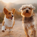 Pet Psychic Readings Using Telepathy and Empathy   - Nationwide