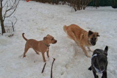 Request Quote: Victor's Pet Boarding and Pet Sitting - Waterbury, CT