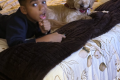Request Quote: Pet Grief and Loss Support and Therapy - Nationwide
