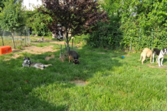 Request Quote: Victor's Pet Boarding and Pet Sitting - Waterbury, CT