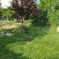 Victor's Pet Boarding and Pet Sitting - Waterbury, CT