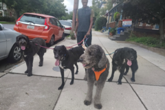 Request Quote: Professional Dog Walker | Pet Sitter - Baltimore, MD