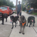 Professional Dog Walker | Pet Sitter - Baltimore, MD