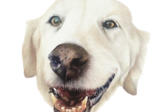 Request Quote: Custom Colored Hand-Drawn Pencil Pet Portraits - Nationwide