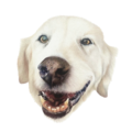 Custom Colored Hand-Drawn Pencil Pet Portraits - Nationwide