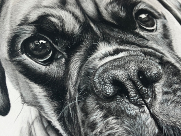 Closeup of Charcoal portrait of Fientje, Boxer
