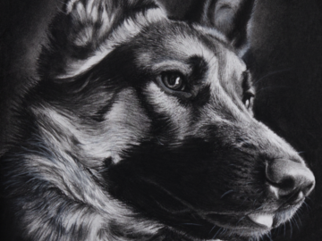 Charcoal Portrait of Chief, German Shepherd
