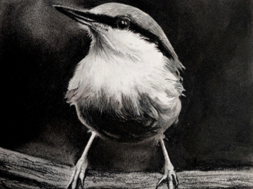 Charcoal portrait of a Nuthatch