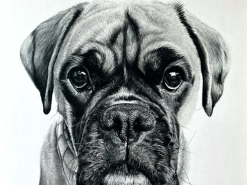 Charcoal Portrait of Fientje, Boxer