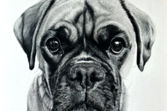 Request Quote: Charcoal & Pastel Pet Portraits - American Fork, UT