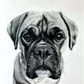 Charcoal & Pastel Pet Portraits - American Fork, UT