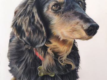 Pastel Portrait of Winston, Dachshund