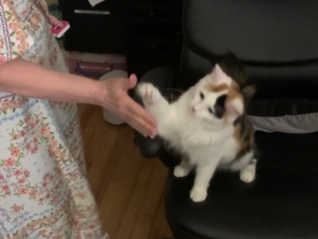 A cat learning High Five