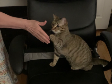 Training B Cat High Five