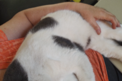 Request Quote: Pet Flight Nanny Ready To Travel With Your Fur Baby - Nationwide