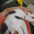 Pet Flight Nanny Ready To Travel With Your Fur Baby - Nationwide