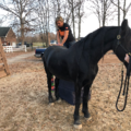 Large and Small Animal Chiropractor in Middle Tennessee  - Clarksville, TN
