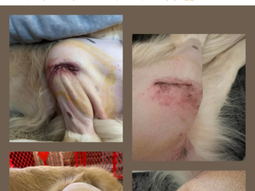 CCL Repair massage therapy results