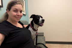 Request Quote: Flight Nanny With 12 Years Professional Animal Handling - Nationwide
