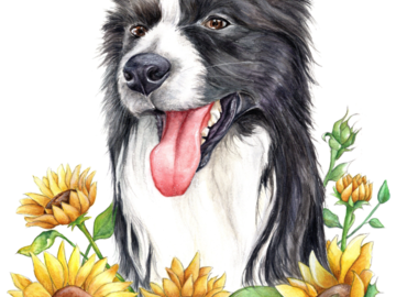 sheepdog