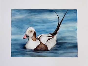 long tailed duck
