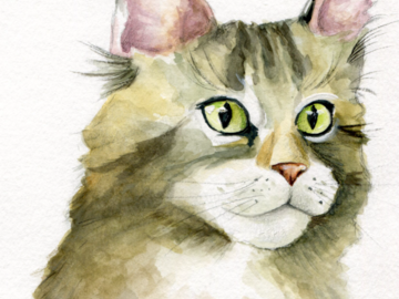 Maine Coon Cat