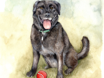 black lab