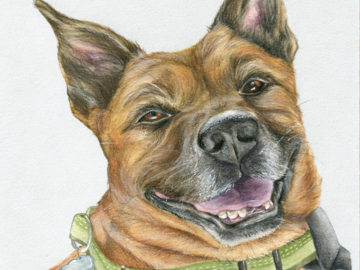 brown dog green collar