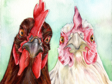 brown hen white hen