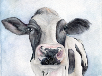 black and white cow