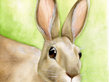 hare