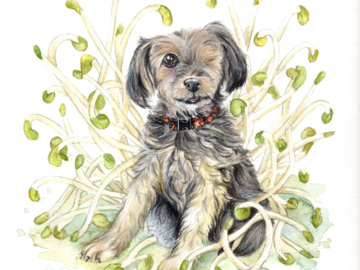 small dog and bean sprouts
