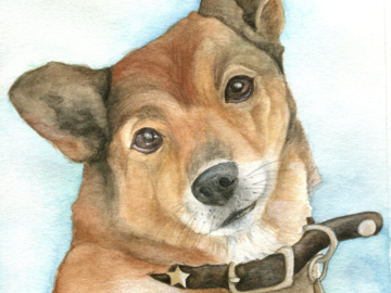 small brown dog with collar