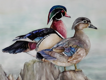 wood ducks