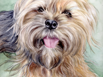 yorkshire terrier