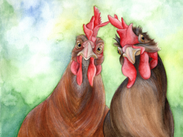 two brown hens