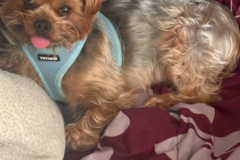 Request Quote: Calm Home For Your Dog - Canine Boarding - Atlanta, GA