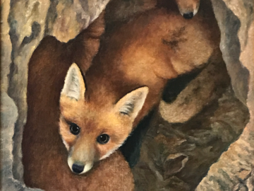 foxes in a den