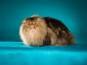Persian Cat