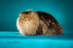 Request Quote: Fine Art Pet Photography - Birmingham, AL